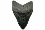 Huge, Fossil Megalodon Tooth - South Carolina #311873-1